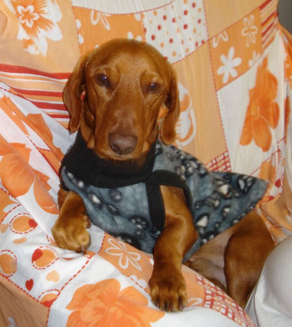 dachshund-salsichinha-15
