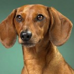 dachshund-salsichinha-16