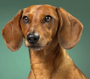dachshund-salsichinha-16