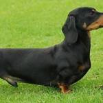 dachshund-salsichinha-17