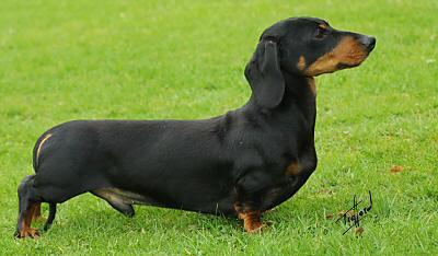dachshund-salsichinha-17