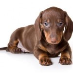 dachshund-salsichinha-18