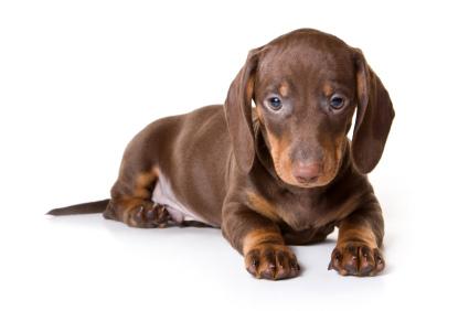dachshund-salsichinha-18