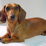 dachshund-salsichinha-19