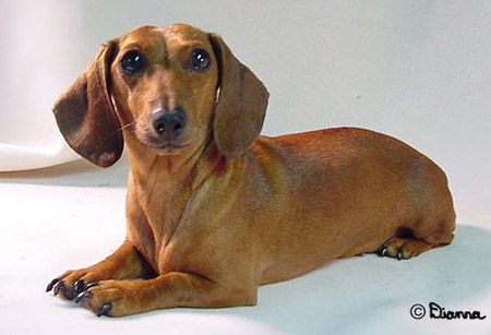 dachshund-salsichinha-19