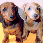 dachshund-salsichinha-2