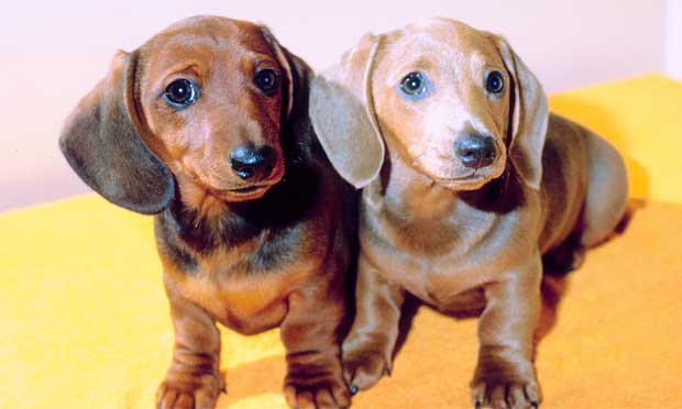 dachshund-salsichinha-2