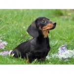 dachshund-salsichinha-20