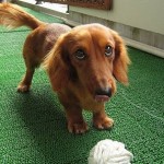 dachshund-salsichinha-3