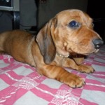 dachshund-salsichinha-4