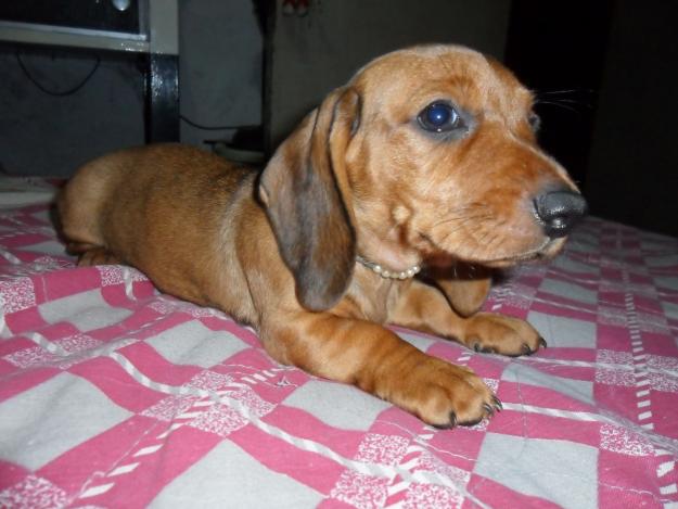 dachshund-salsichinha-4