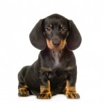 dachshund-salsichinha-5