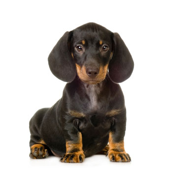 dachshund-salsichinha-5