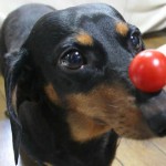 dachshund-salsichinha-6