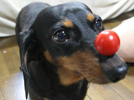 dachshund-salsichinha-6