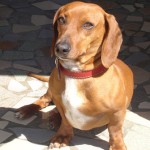 dachshund-salsichinha-7