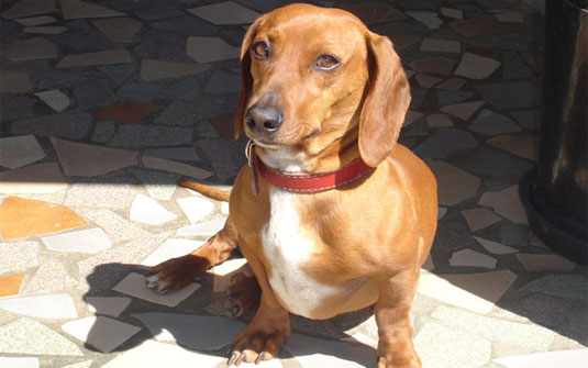 dachshund-salsichinha-7