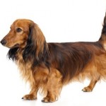 dachshund-salsichinha-8
