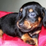 dachshund-salsichinha-9