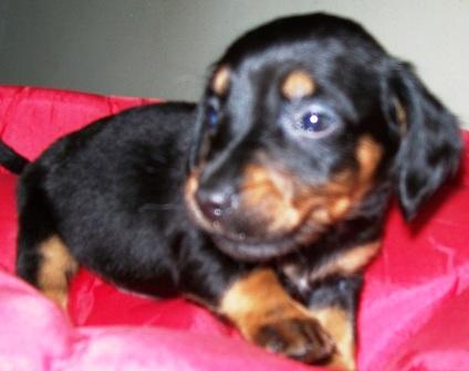 dachshund-salsichinha-9