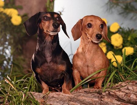 Dachshund, Teckel ou Salsichinha