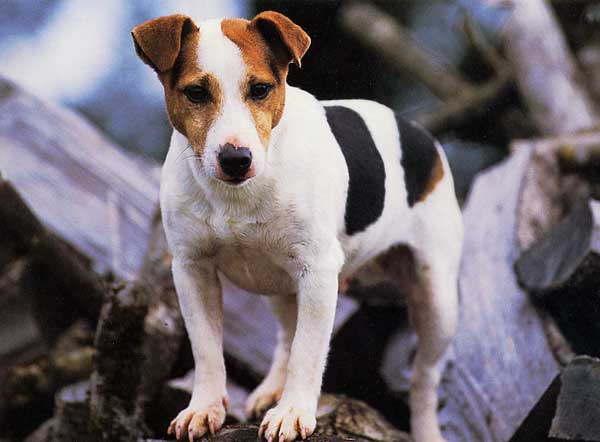 jack-russel-terrier-1