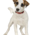 jack-russel-terrier-10