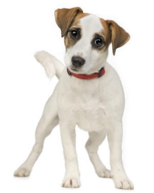 jack-russel-terrier-10