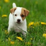 jack-russel-terrier-11