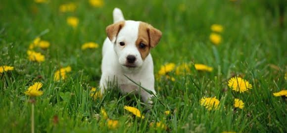 jack-russel-terrier-11