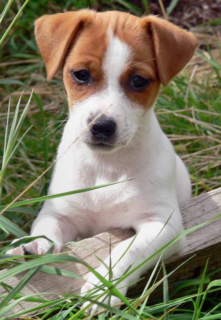 jack-russel-terrier-12