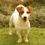 jack-russel-terrier-13