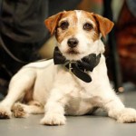 jack-russel-terrier-14