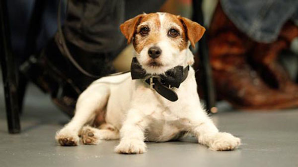 jack-russel-terrier-14
