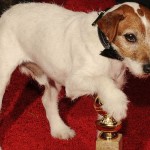 jack-russel-terrier-15