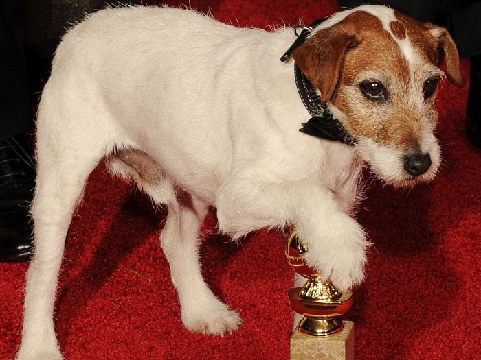 jack-russel-terrier-15