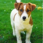 jack-russel-terrier-3