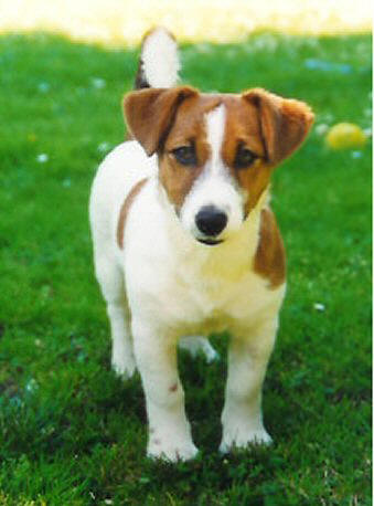 jack-russel-terrier-3