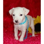 jack-russel-terrier-4