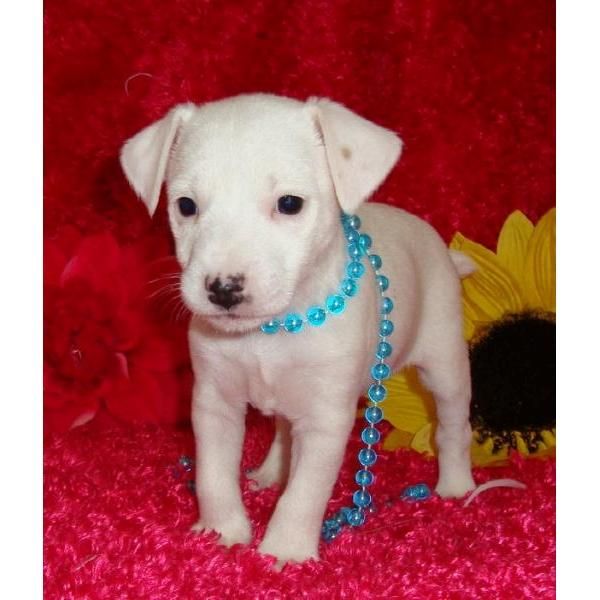 jack-russel-terrier-4