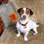 jack-russel-terrier-5