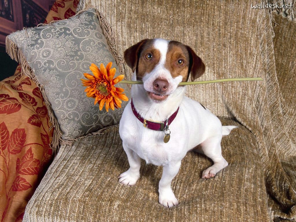 jack-russel-terrier-5