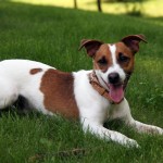 jack-russel-terrier-6