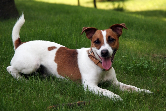 jack-russel-terrier-6