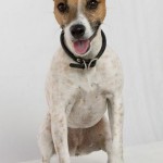 jack-russel-terrier-7