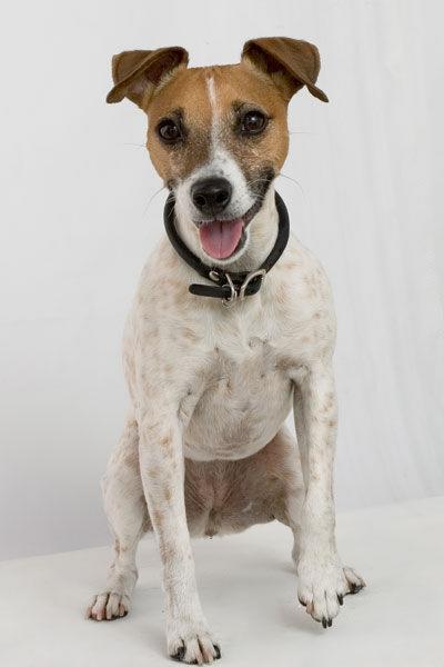 jack-russel-terrier-7