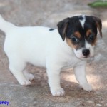 jack-russel-terrier-8