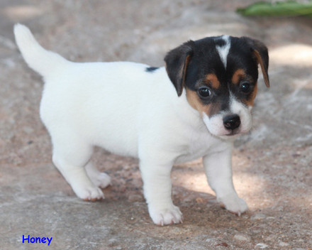 jack-russel-terrier-8