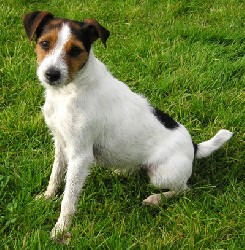 jack-russel-terrier-9