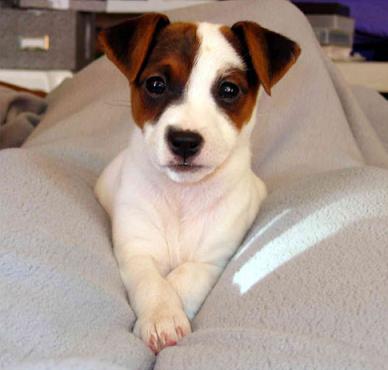 Jack Russell Terrier